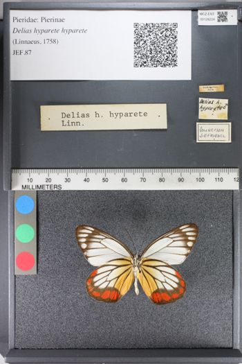 Media type: image;   Entomology 128224